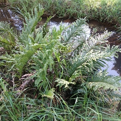 Blechnum minus (Soft Water Fern) at Robertson, NSW - 9 May 2025 by plants