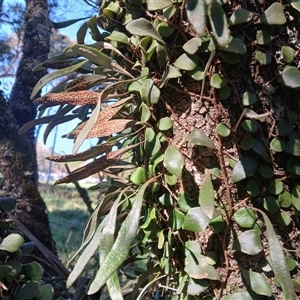 Pyrrosia rupestris (Rock Felt Fern) at Robertson, NSW - Yesterday by plants