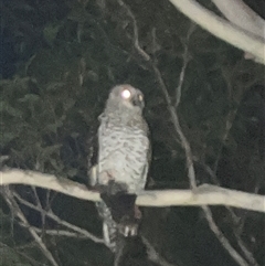 Ninox strenua (Powerful Owl) at Wentworth Point, NSW - 6 May 2024 by JenniferS