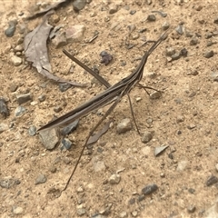 Acrida conica at Mount George, NSW - suppressed