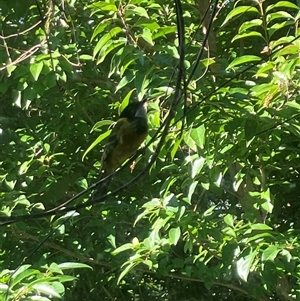 Pachycephala pectoralis (Golden Whistler) at Mount George, NSW - 20 Apr 2024 by JenniferS