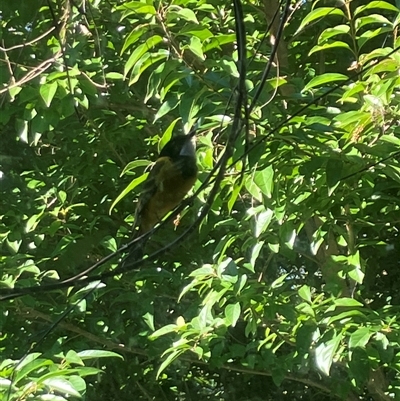 Pachycephala pectoralis (Golden Whistler) at Mount George, NSW - 20 Apr 2024 by JenniferS