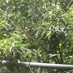 Pachycephala pectoralis at Mount George, NSW - 20 Apr 2024 01:22 PM