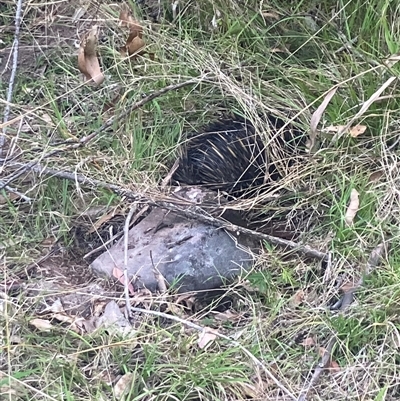 Tachyglossus aculeatus (Short-beaked Echidna) at Mount George, NSW - 6 Oct 2024 by JenniferS