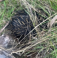 Tachyglossus aculeatus at Mount George, NSW - suppressed