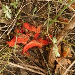 Aseroe rubra at Borough, NSW - suppressed