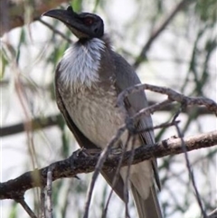 Philemon corniculatus (Noisy Friarbird) at Mount George, NSW - 10 May 2025 by JenniferS