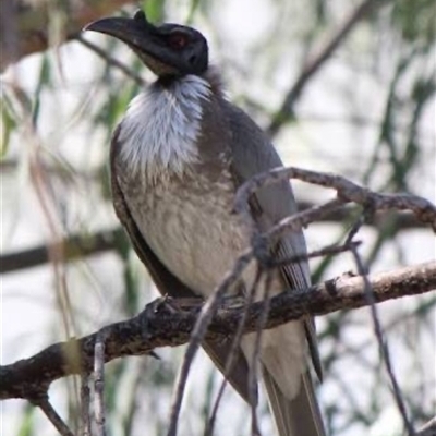 Philemon corniculatus (Noisy Friarbird) at Mount George, NSW - 10 May 2025 by JenniferS