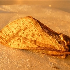 Oxycanus antipoda at Borough, NSW - suppressed