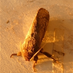 Oxycanus antipoda at Borough, NSW - suppressed
