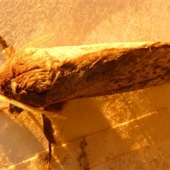 Oxycanus antipoda at Borough, NSW - suppressed