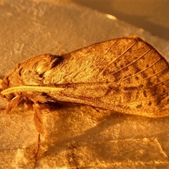 Oxycanus antipoda at Borough, NSW - suppressed