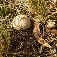 Lycoperdon sp. by Paul4K