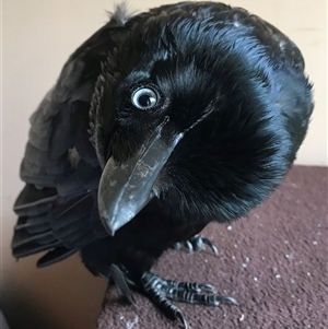 Corvus coronoides by JenniferS