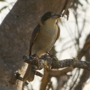 Cracticus torquatus (Grey Butcherbird) at Borough, NSW - 8 May 2025 by Paul4K