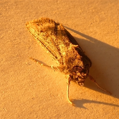 Agrotis ipsilon (Agrotis ipsilon) at Borough, NSW - 9 May 2025 by Paul4K