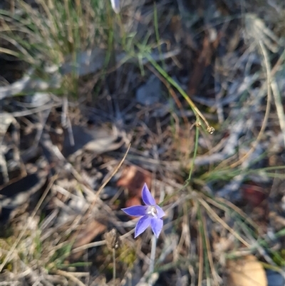 Wahlenbergia capillaris (Tufted Bluebell) at Lawson, ACT - 10 May 2025 by WalkYonder