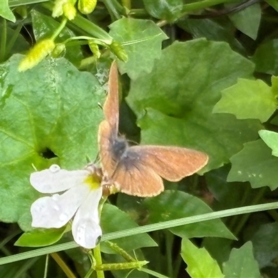 Erina hyacinthina at Caparra, NSW - Yesterday by maznee