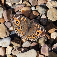 Junonia villida (Meadow Argus) at Braidwood, NSW - Yesterday by MatthewFrawley