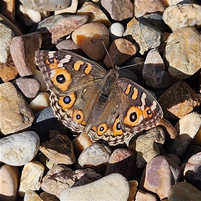 Junonia villida (Meadow Argus) at Braidwood, NSW - Yesterday by MatthewFrawley