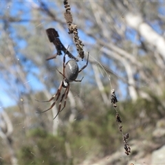 Trichonephila edulis (Golden orb weaver) at Symonston, ACT - 4 May 2025 by DavidDedenczuk