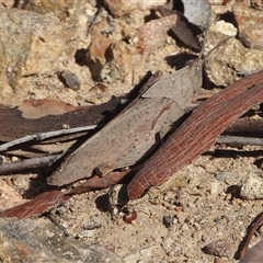 Goniaea sp. (genus) at Fadden, ACT - 4 May 2025 by DavidDedenczuk