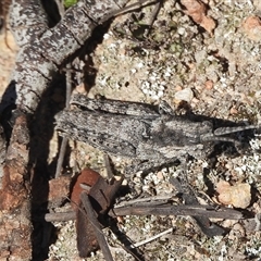 Unverified Grasshopper, Cricket or Katydid (Orthoptera) at Fadden, ACT - 4 May 2025 by DavidDedenczuk