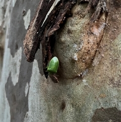 Pentatomidae (family) by JenniferS