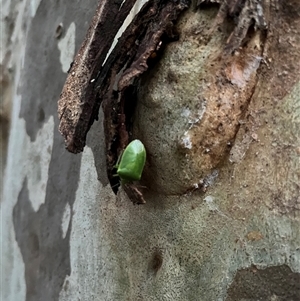 Nezara viridula at Mount George, NSW - suppressed