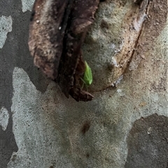 Nezara viridula at Mount George, NSW - suppressed
