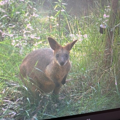 Wallabia bicolor (Swamp Wallaby) at Mount George, NSW - Yesterday by JenniferS