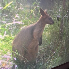 Wallabia bicolor at Mount George, NSW - suppressed