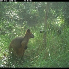 Wallabia bicolor at Mount George, NSW - suppressed