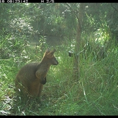 Wallabia bicolor at Mount George, NSW - suppressed