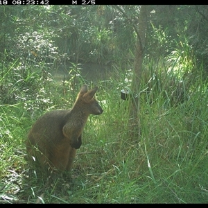 Wallabia bicolor at Mount George, NSW - suppressed