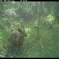Wallabia bicolor at Mount George, NSW - suppressed