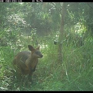 Wallabia bicolor at Mount George, NSW - suppressed