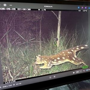 Dasyurus maculatus (Spotted-tailed Quoll) at Mount George, NSW - Yesterday by JenniferS