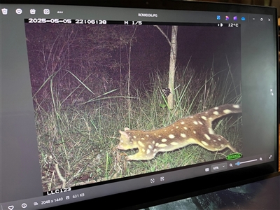 Dasyurus maculatus (Spotted-tailed Quoll) by JenniferS