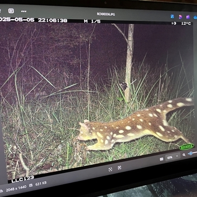 Dasyurus maculatus (Spotted-tailed Quoll) at Mount George, NSW - Yesterday by JenniferS