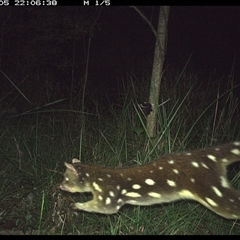 Dasyurus maculatus ssp. maculatus at Mount George, NSW - suppressed