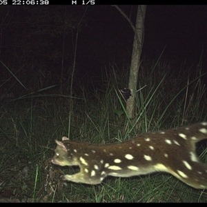 Dasyurus maculatus at Mount George, NSW - suppressed