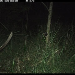 Dasyurus maculatus ssp. maculatus at Mount George, NSW - suppressed