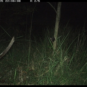 Dasyurus maculatus at Mount George, NSW - suppressed