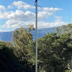 Dacelo novaeguineae at Kangaroo Valley, NSW - Today by lbradley