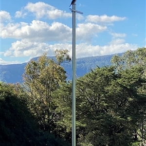 Dacelo novaeguineae at Kangaroo Valley, NSW - Yesterday by lbradley