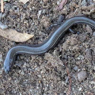 Hemiergis talbingoensis (Eastern Three-toed Earless Skink) at Fraser, ACT - 10 May 2025 by BJC