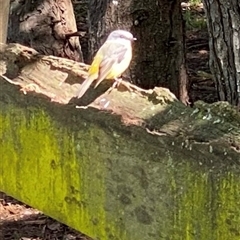 Eopsaltria australis (Eastern Yellow Robin) at Kangaroo Valley, NSW - Today by lbradley