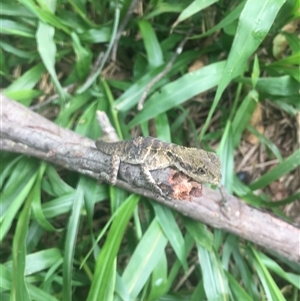 Intellagama lesueurii lesueurii (Eastern Water Dragon) at Mount George, NSW - 27 Mar 2021 by JenniferS