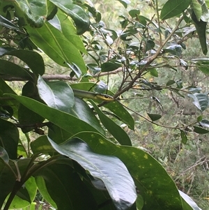 Dendrelaphis punctulatus at Mount George, NSW - suppressed